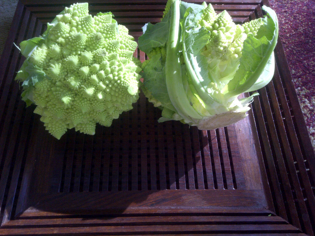 Baby-romanesco