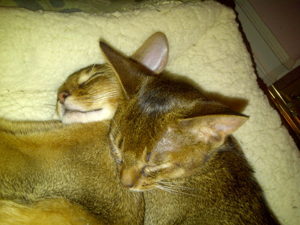 Abyssinian-kittens-1