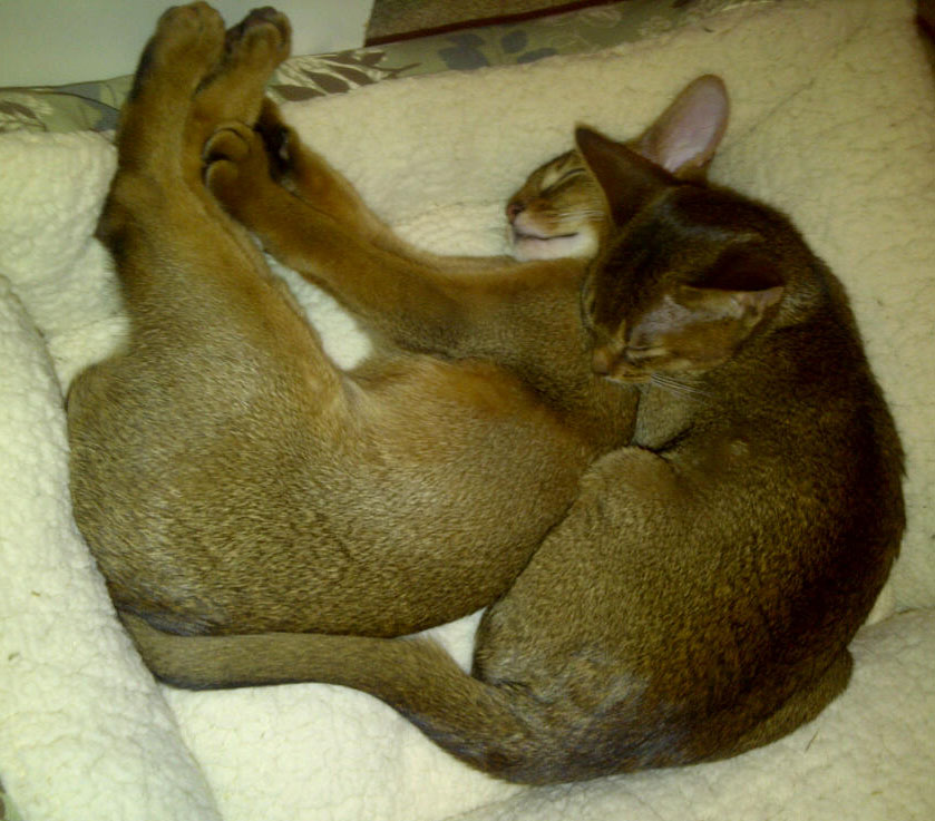 Abyssinian-kittens-2