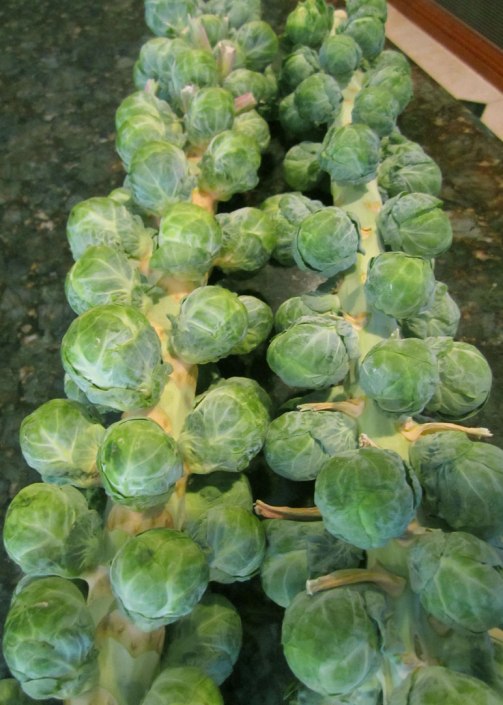 Brussels-sprouts
